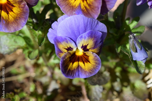 viola tricolor blue flower