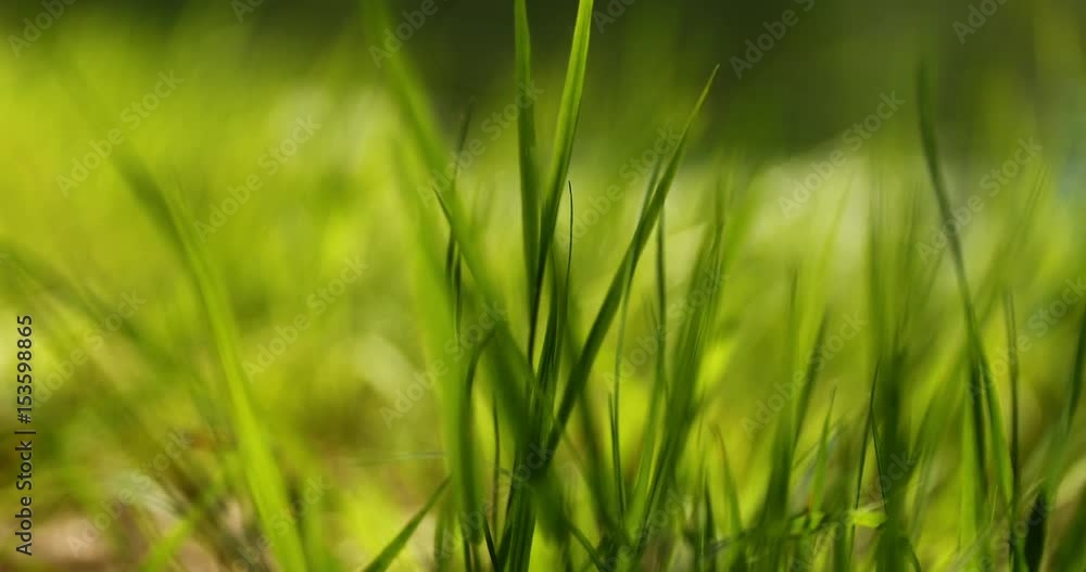 Fili d'erba in primavera mossi dal vento Fili d'erba in primavera mossi dal vento