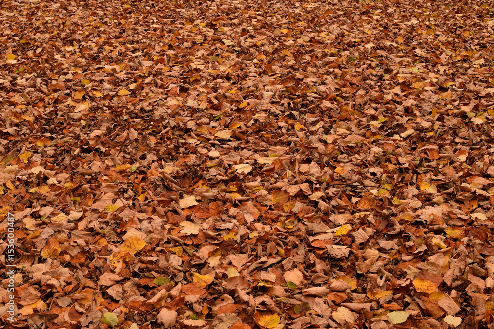 fallen leaves