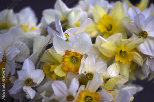 Different types of daffodils in the bouquet, background. Many-flowered, white and yellow daffodils