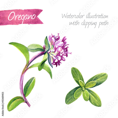 Watercolor illustration of oregano plant and flower isolated on white background with clipping path included