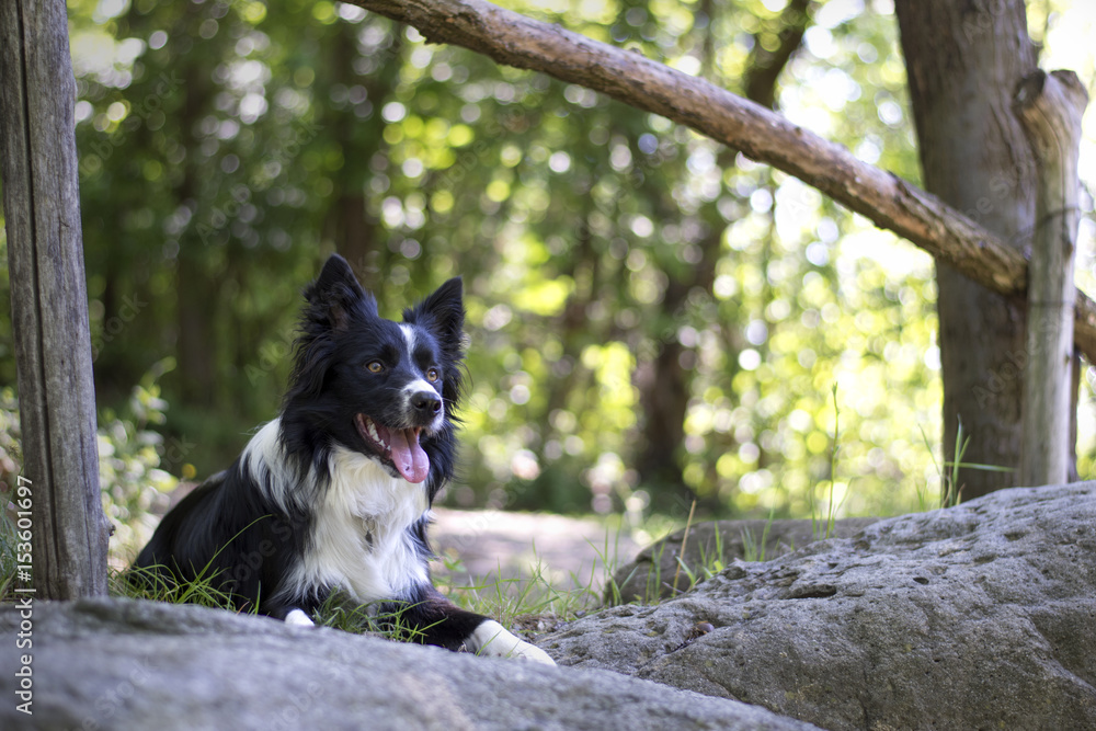 A Portrait of a puppy of border collie in the woods A Portrait of a puppy of border collie in the woods