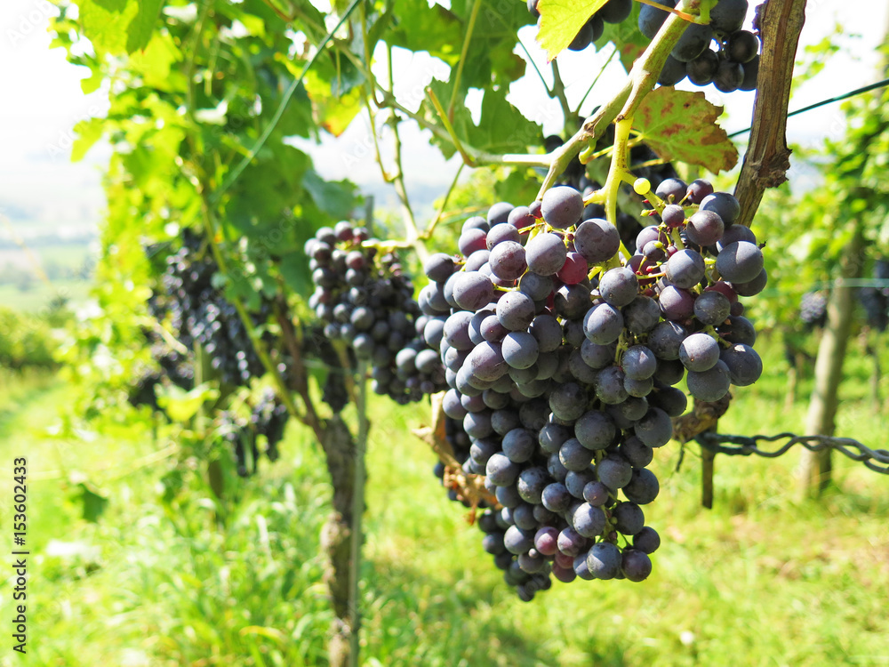 Vineyards