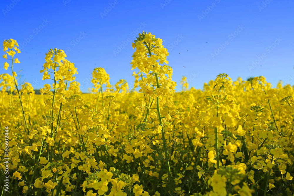 Obraz premium Bright yellow rapeseed field and blue sky background