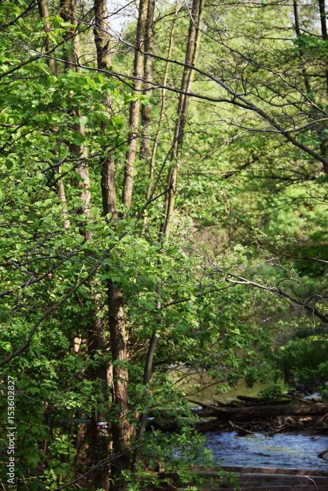 Fototapeta premium Road in the woods