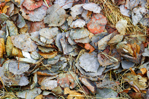 dried leaves on the ground