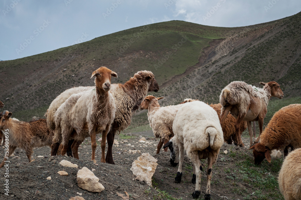 A herd of sheep and goats grazing in the mountains