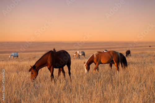 Canvas Print Herd of horses grazing in sunny evening pasture