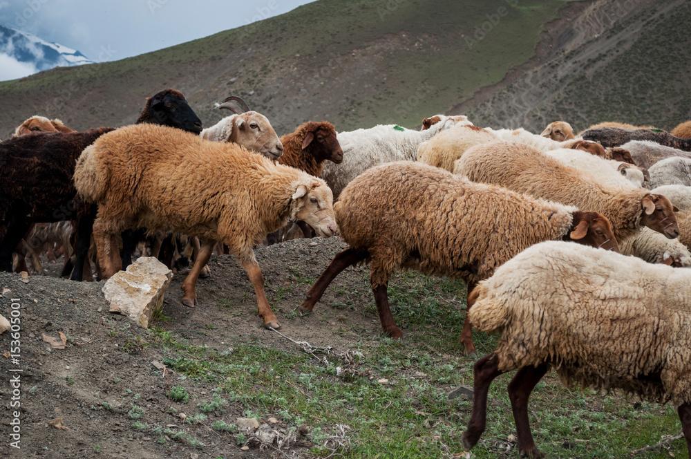 A herd of sheep and goats grazing in the mountains A herd of sheep and goats grazing in the mountains
