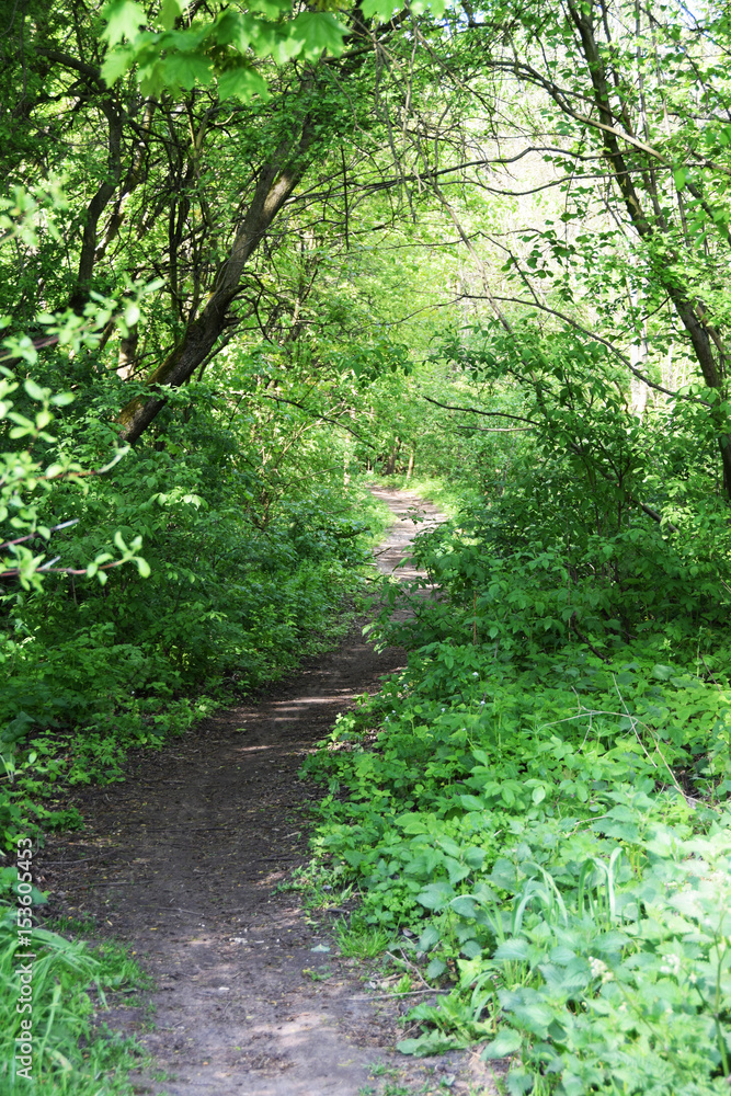 Road in the woods Road in the woods