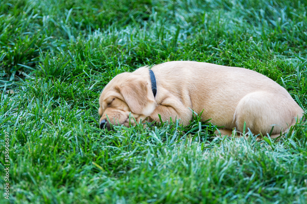 Young puppy asleep in the grass