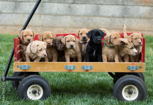 Fototapeta Special Delivery - Adorable litter of puppies in a wagon