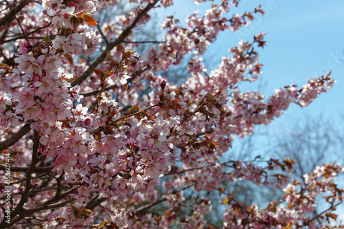 Flowers of Japanese Sakura. Cherry blossom of spring in the botanical garden. Tinted photo