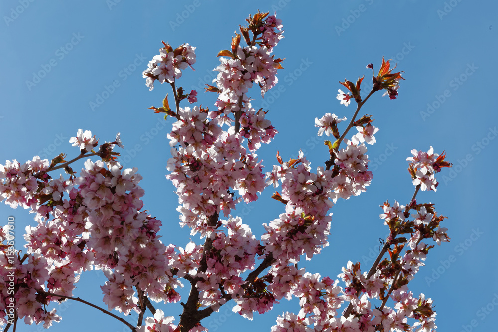 Flowers of Japanese Sakura. Cherry blossom of spring in the botanical garden. Tinted photo. Flowers of Japanese Sakura. Cherry blossom of spring in the botanical garden. Tinted photo.
