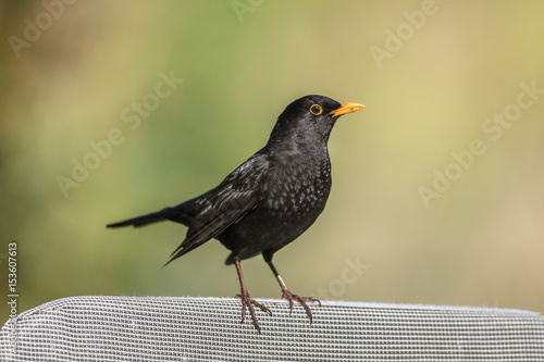 amsel photo