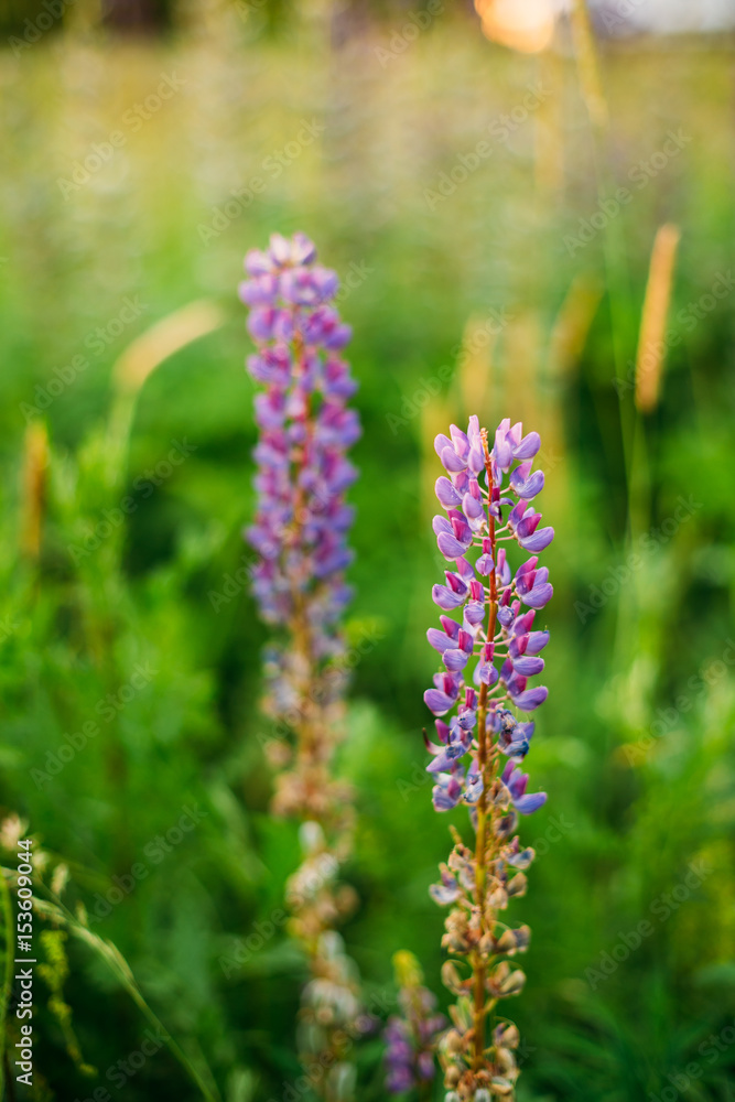 Wild Flowers Lupine In Summer Field Meadow. Close Up. Lupinus, Wild Flowers Lupine In Summer Field Meadow. Close Up. Lupinus,