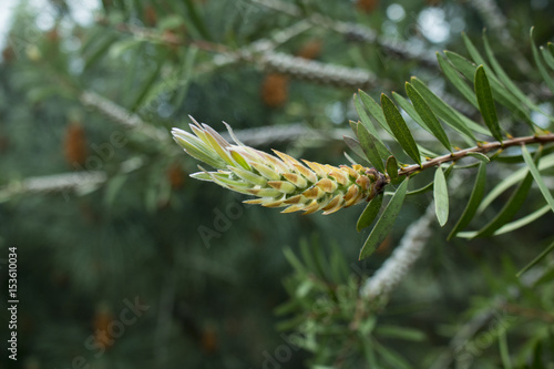 sprig Callistemon sieberi, closeup photo