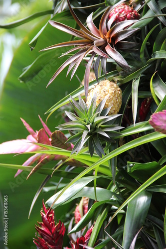 Flora and Fauna at Kew Gardens photo