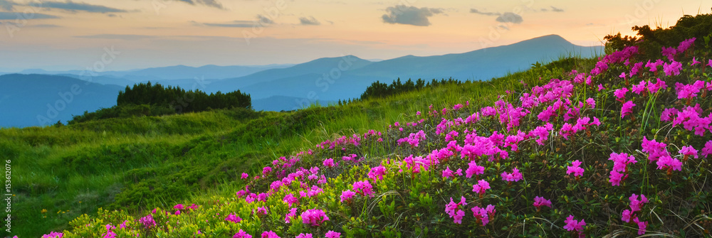 Rhododendron Rhododendron