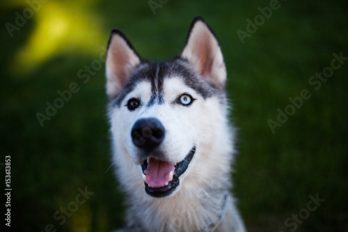 funny husky dog ​​with heterochromia