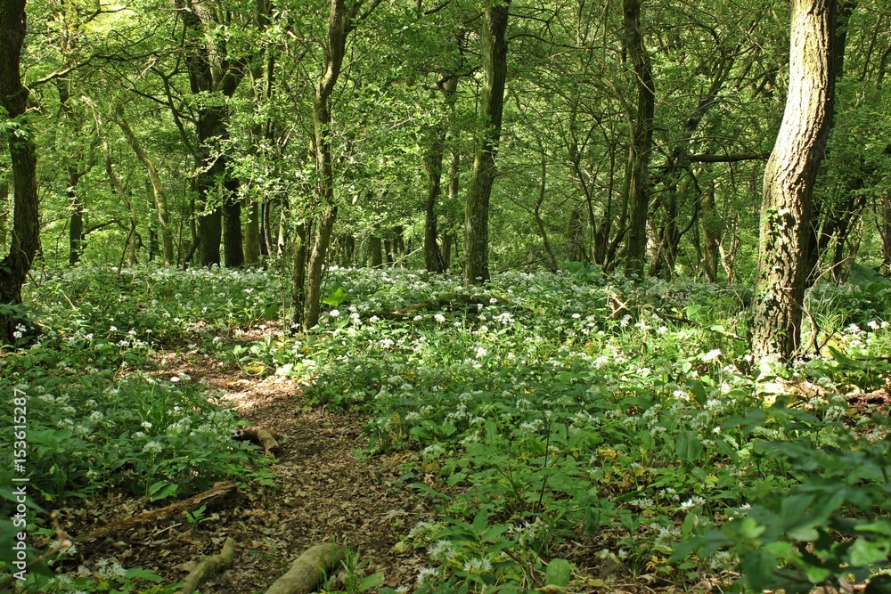 Blühender Bärlauch (Allium ursinum) im Wald
Blühender Bärlauch (Allium ursinum) im Wald