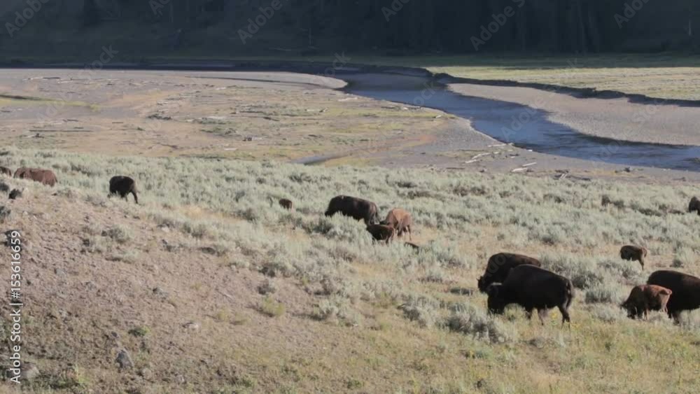 Buffalo herd grazing by a river Buffalo herd grazing by a river