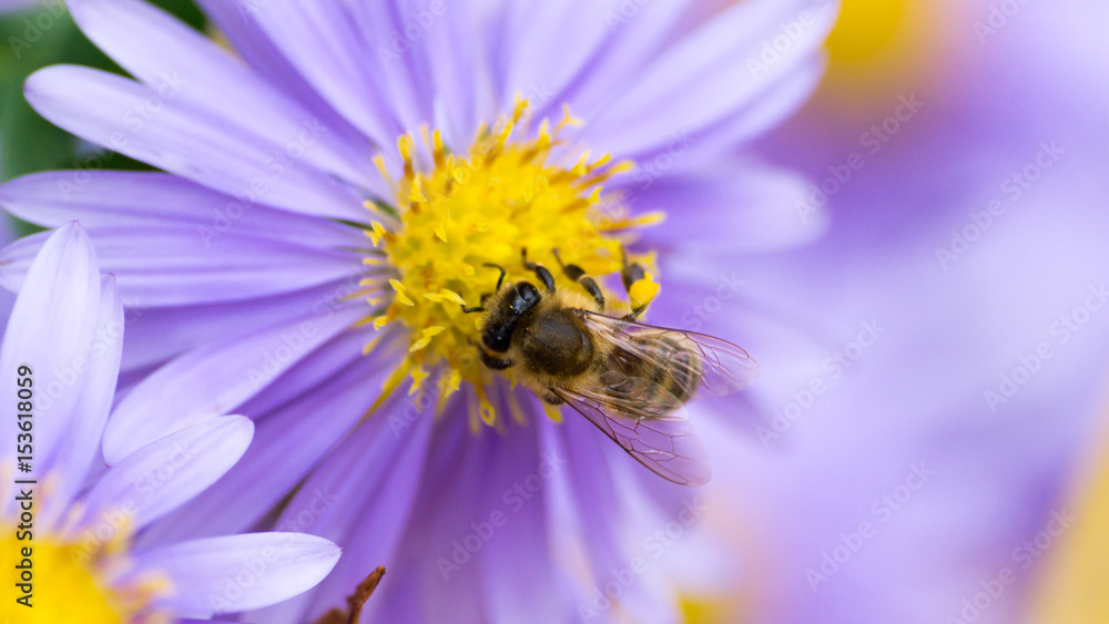 Herbstaster mit einer Biene