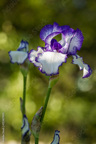 Fototapeta Naklejka Na Ścianę i Meble -  Flower of the iris in the garden in the glare of the setting sun