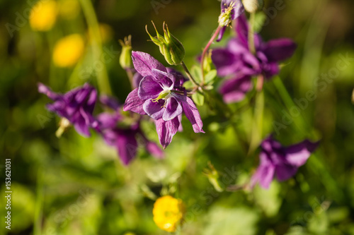 Fototapeta Naklejka Na Ścianę i Meble -  Flower of aquilegia in the garden in the glare of the setting sun