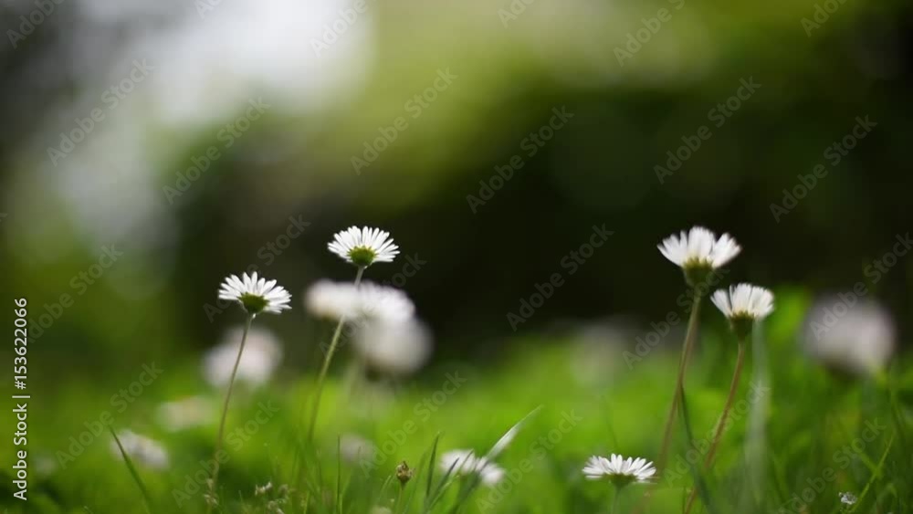 Chamomile swaying in the wind. Nature background flower fields, wild flower meadow, botany and biology Chamomile swaying in the wind. Nature background flower fields, wild flower meadow, botany and biology