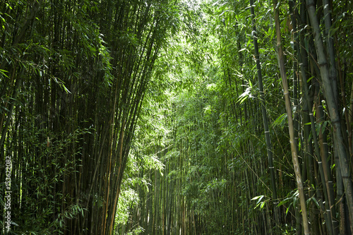 Fototapeta Naklejka Na Ścianę i Meble -  Lush green bamboo