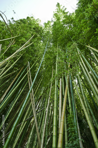 Looking up at green bamboo jungle