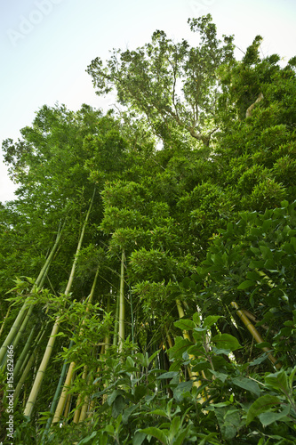 Lush green bamboo jungle