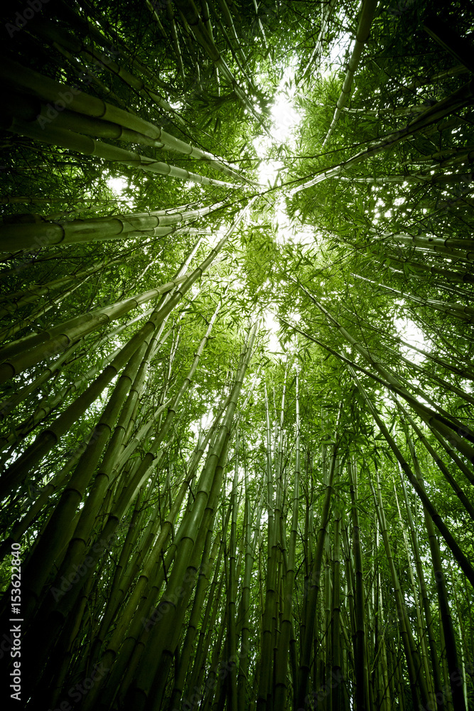 Lush green bamboo