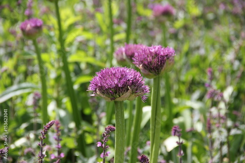 Flora and Fauna at Kew Gardens