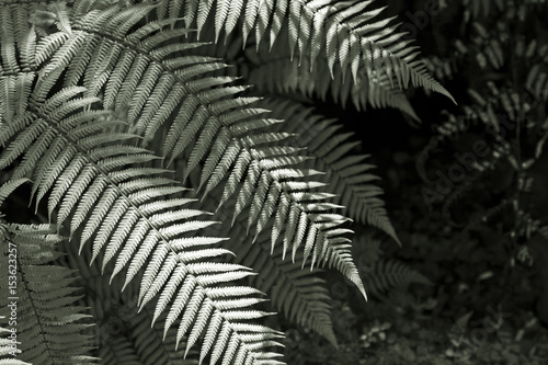 Fresh NZ ferns background