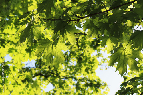 background for postcards from the branches and green leaves