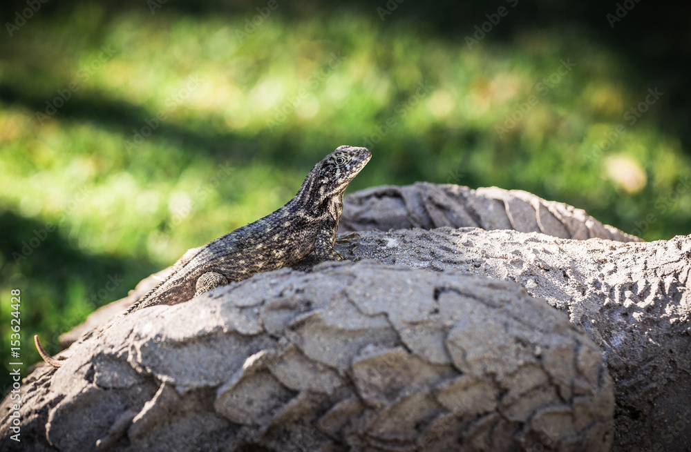 Obraz premium lizard is basking in the sun