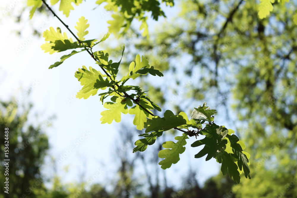 background for postcards from the branches and green leaves background for postcards from the branches and green leaves