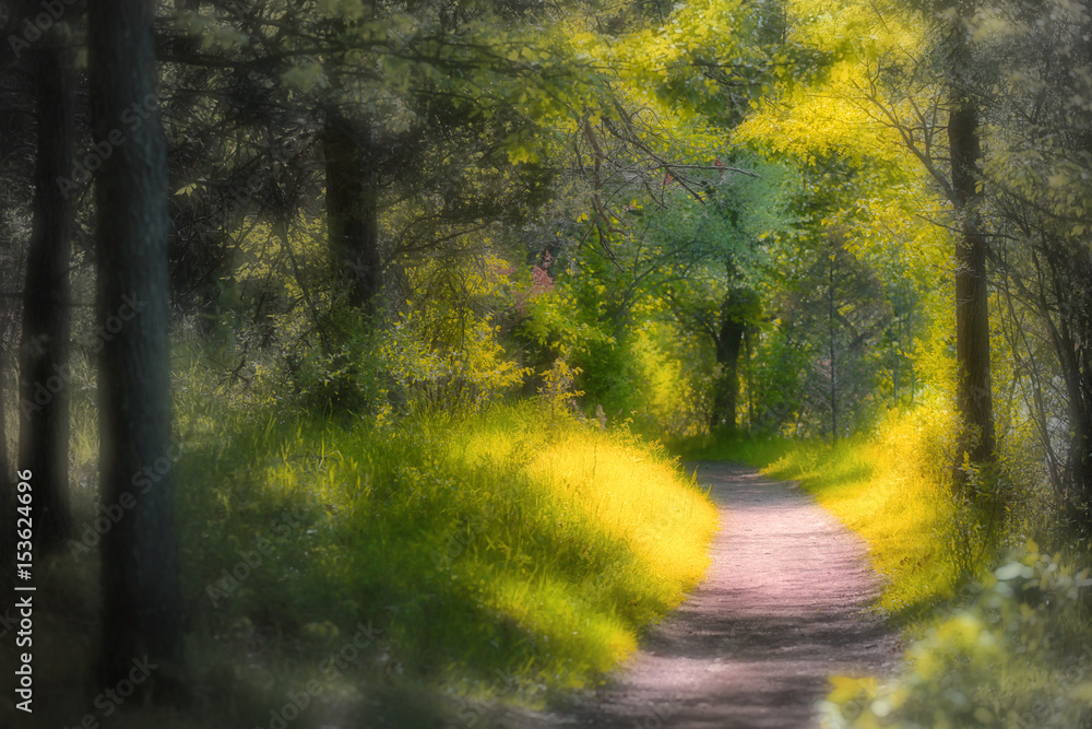 Obraz premium Scenic walking trail in Michigan state park
