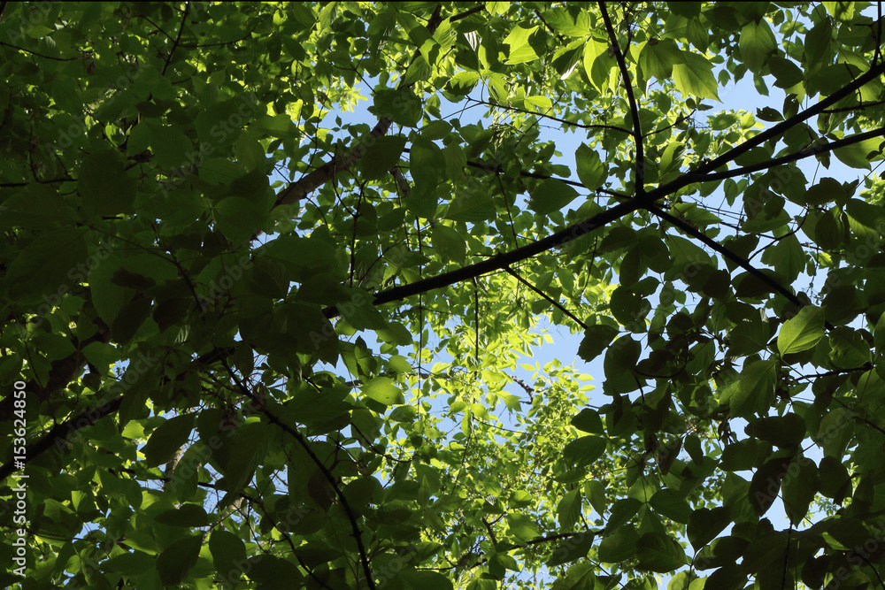 background for postcards from the branches and green leaves background for postcards from the branches and green leaves