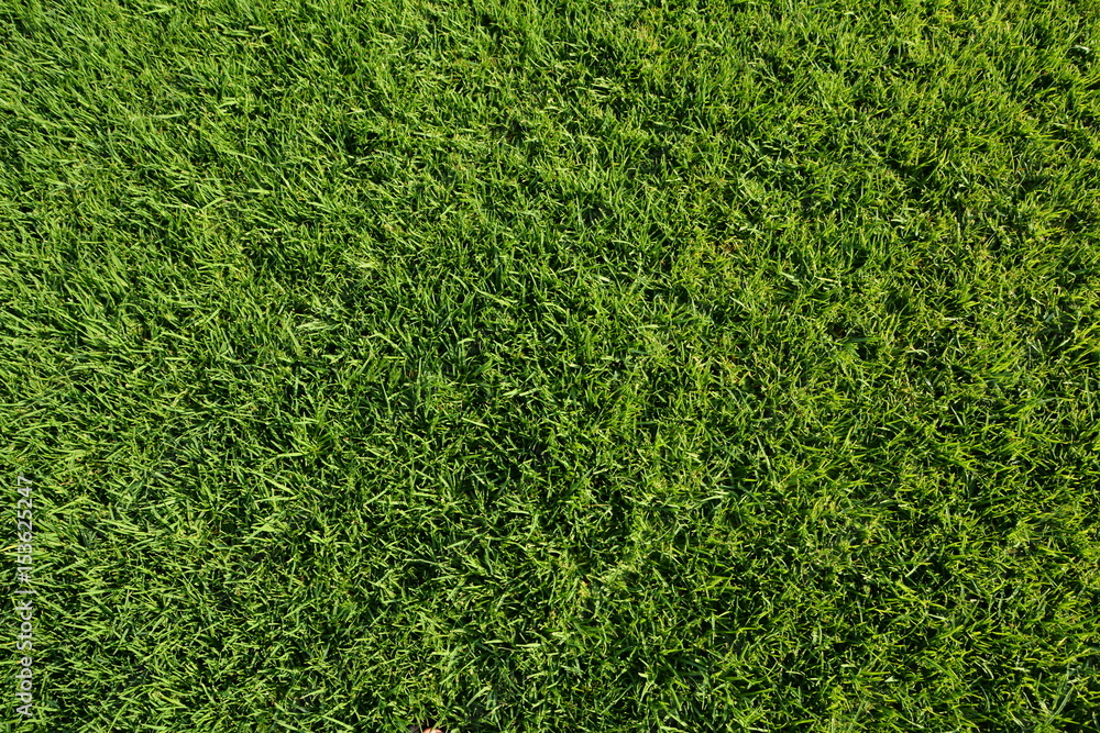 Naklejka Green Lawn Background