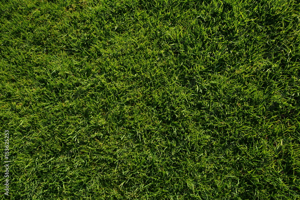 Green Lawn Background Green Lawn Background
