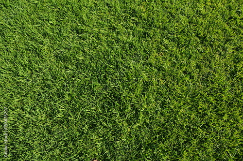 Green Lawn Background