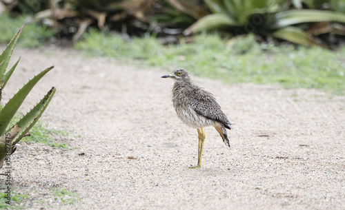 Wet Spotted Thick-knee (Burhinus capensis) Standing on a Path in Northern Tanzania