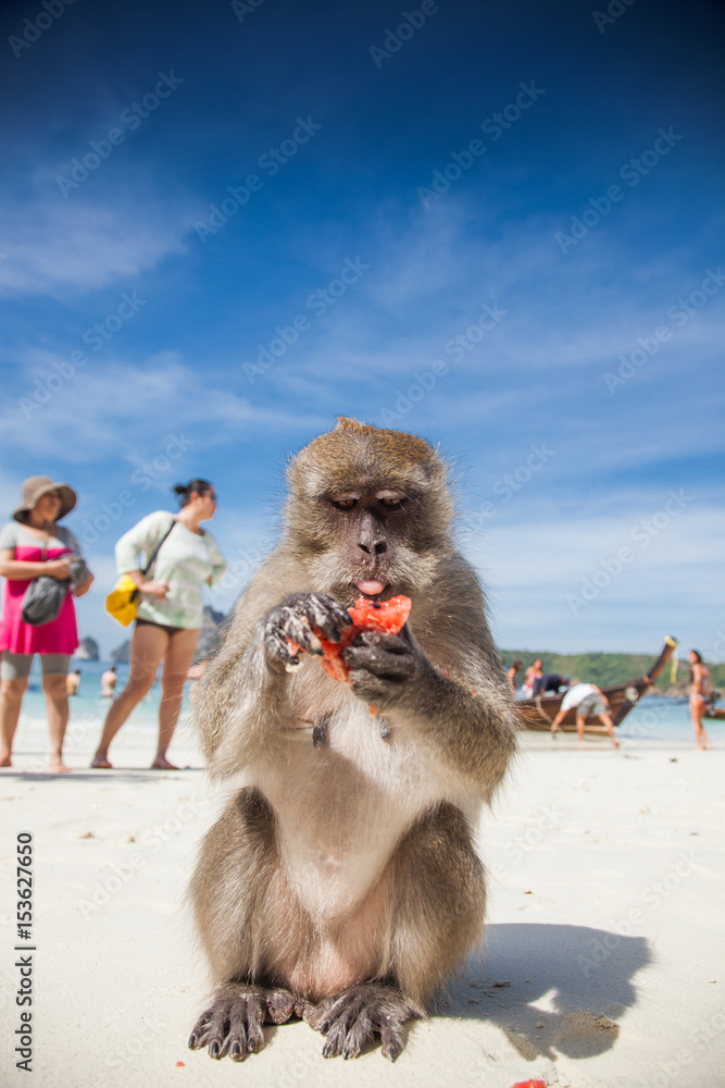 Obraz premium KO PHI PHI, THAILAND, February 1, 2014: Tourists feeding monkeys, top attraction of Phi Phi Islands, Monkey Bay (Ao Ling), Thailand