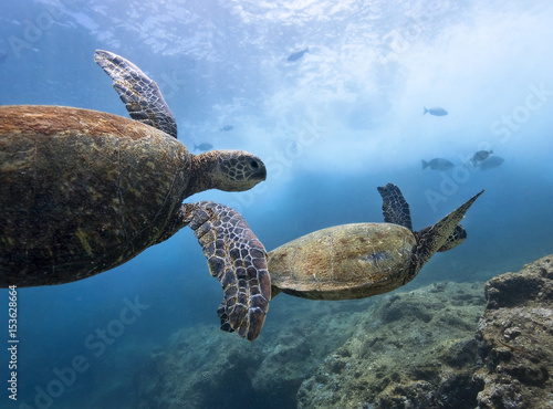 Green Sea Turtles surf beneath the break. North Shore, HI