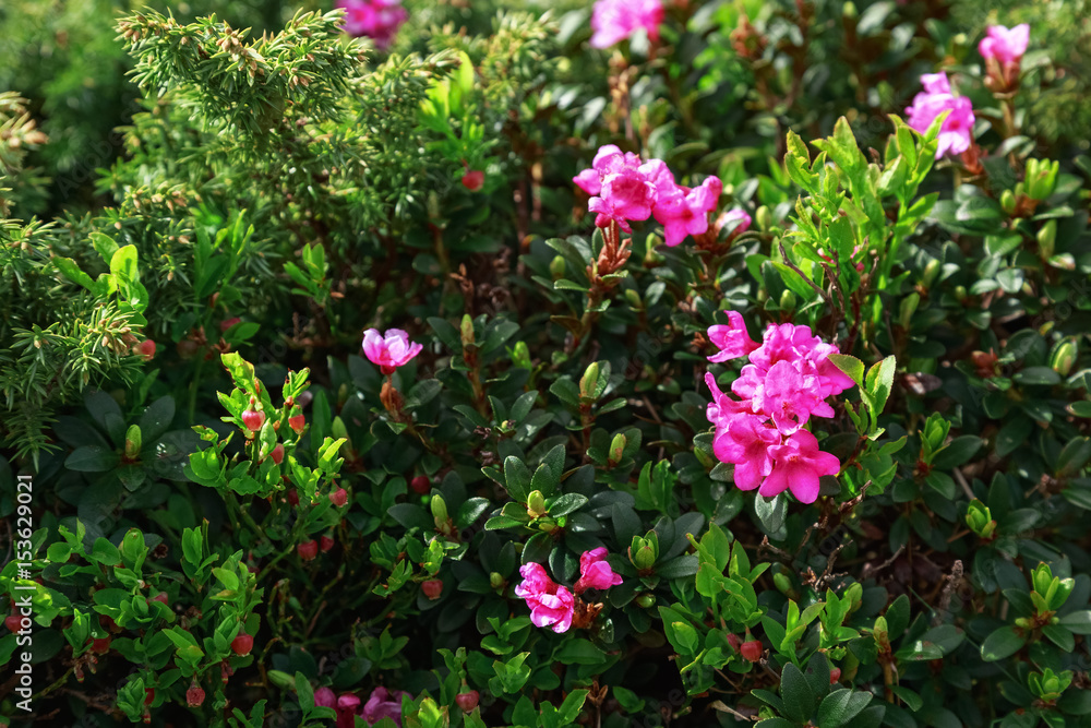 Rhododendron flowers in natural ambiance.