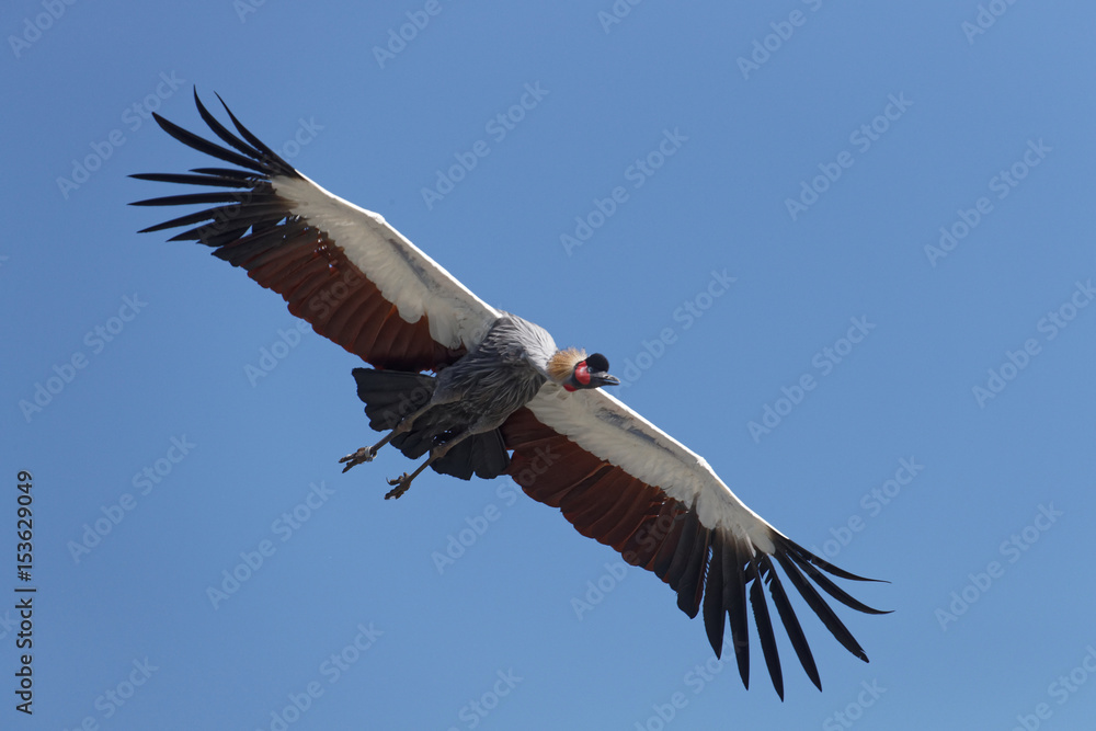 Obraz premium Crane in flight