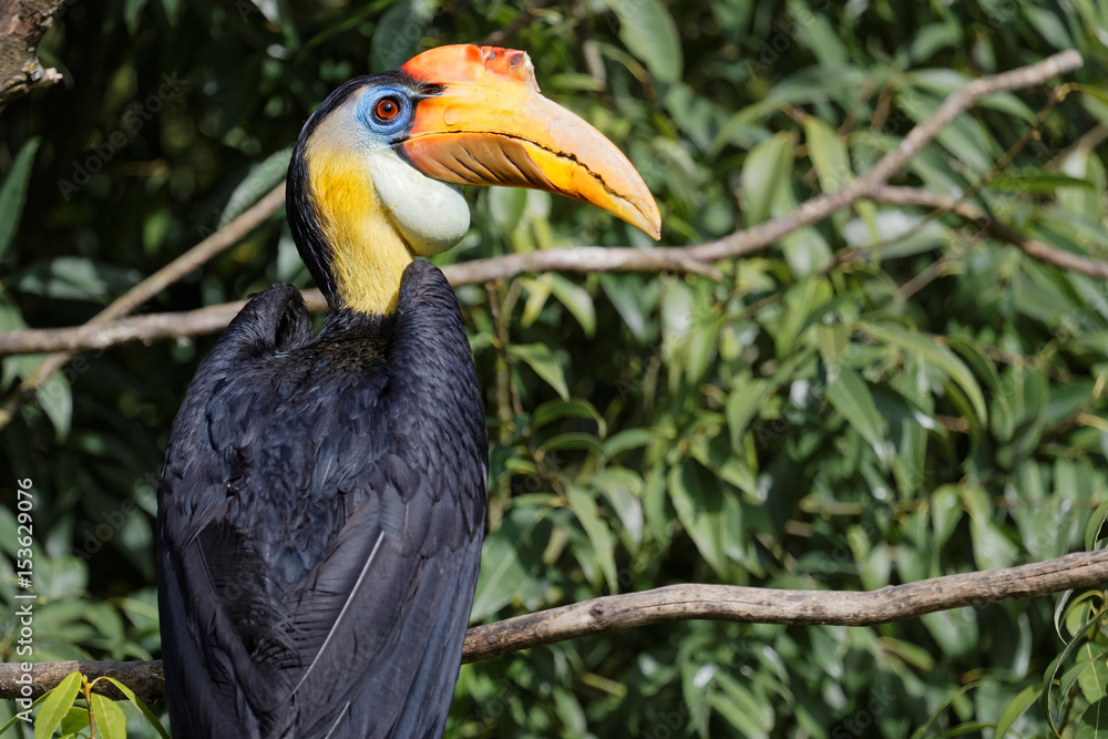 Wrinkled hornbill Wrinkled hornbill